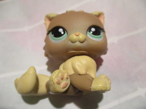 Petshop chat persan 1063 - chat,