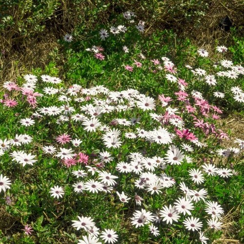 Graines crepis rubra - de,