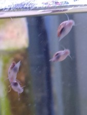 Lot De 150 Escargots Aquarium  Physe Melanoïde.