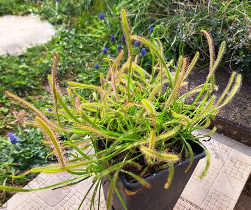 Plante carnivore drosera - plante,