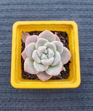 Echeveria Ice green 