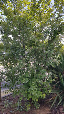 Amelanchier lamarckii /