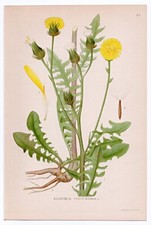 1926 Lindman Botanical Flower Print, Rough Hawksbeard (Crepis Biennis)