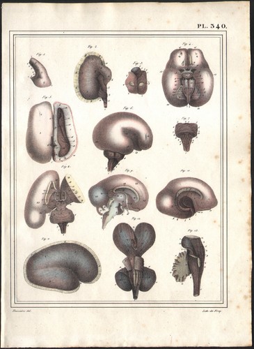 1825 lithographie aquarellée - lithographie,