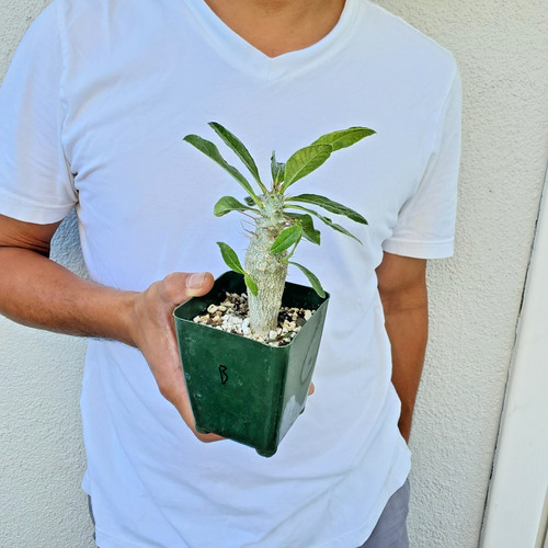 Pachypodium saundersii cactus - pachypodium,