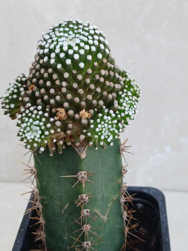 Mammillaria luethyi cactus - mammillaria,