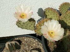 Opuntia X aurea 'Candy Cane' - small cutting - frost hardy cactus