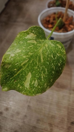 Monstera deliciosa - monstera,