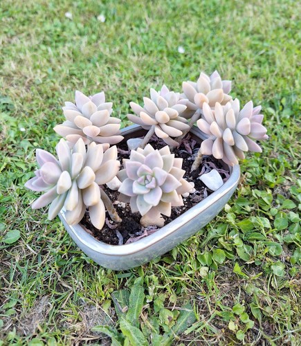 Graptopetalum victor kane - graptopetalum, 'victor