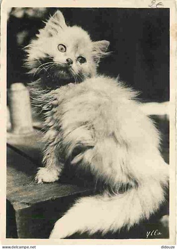 Carte postale animaux - animaux,