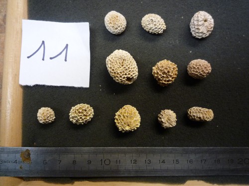 Coraux corail - coraux,