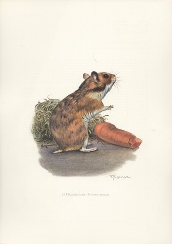 Hamster dore gravure - le,
