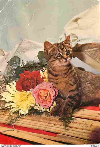 Carte postale animaux - carte,