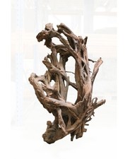 aquavie racine mangrove