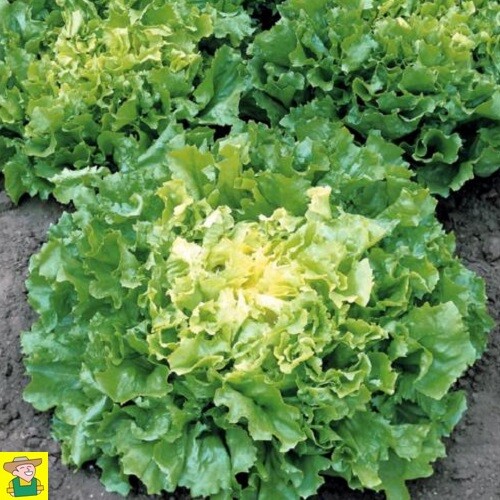 Chicorée scarole grosse - 🥬,