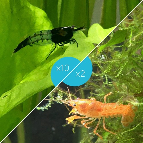 Lot crevettes rili - crevettes,