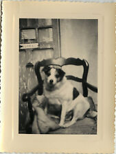 ANTIQUE PHOTO - VINTAGE SNAPSHOT - ANIMAL DOG BLURRED FUNNY CHAIR - DOG BLURRED