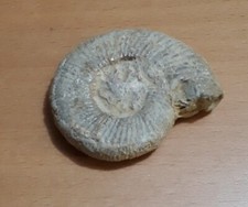 pierre fossile coquillage