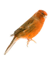 6 x autocollants de voiture