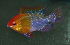 🌟 3 Mesmerizing Gold