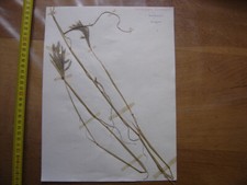 Annees 50 PLANCHE d'HERBIER du Gard Herbarium Planche Naturelle 44