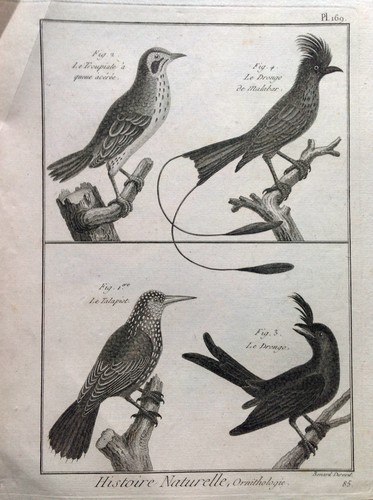 Oiseau mainate queue - oiseau,