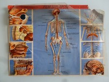 VINTAGE WILLEB THE HUMAN BODY ON FILM OVERLAYS NERVOUS SYSTEM ON SKELETON
