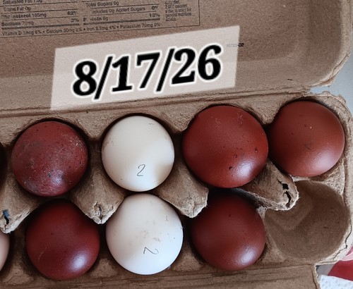 French black copper marans - 6+,