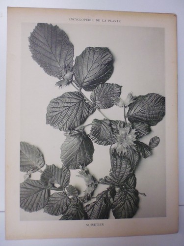 Botanique gravure noir et - gravure,