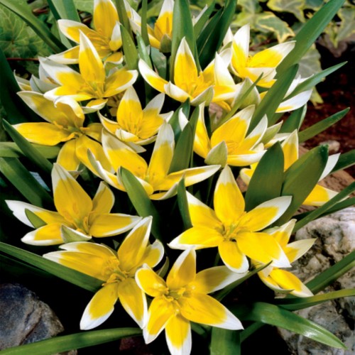 Bulbes tulipe tarda - bulbes,