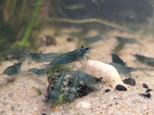 Lot crevettes bleue - lot,
