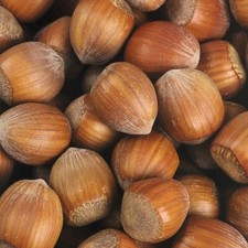 Noisetier 2L - Un arbuste