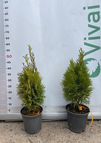 Plante thuja nana aurea - de, pot