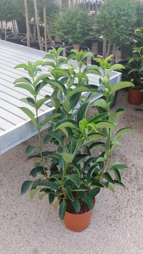 Plantes de viburno - n°,