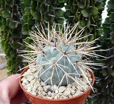 TEPHROCACTUS ALEXANDERI GIGAS  cactus copiapoa kakteen ortegocactus cacti