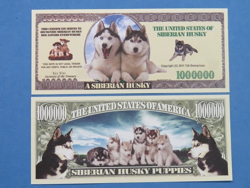 Sibérien husky chien amoureux - chien,