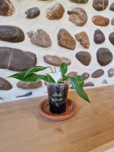 Philodendron white princess