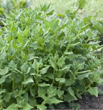 25 Graines TÉTRAGONE CORNUE