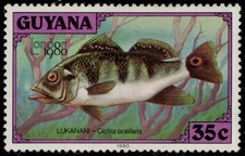 GUYANA 317l (SG744) - Peacock Cichlid "Cichla ocellaris" (pc34076)