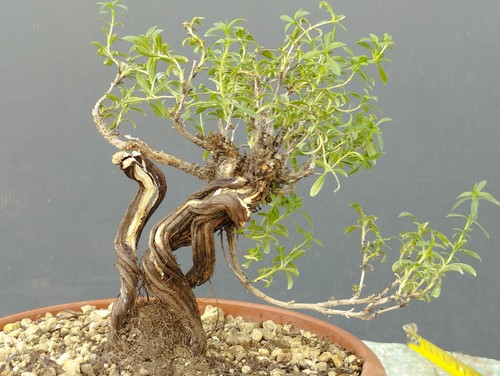 Bonsaï thym mediterraneo - thym,