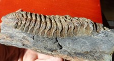 GRAND TRILOBITE ORDOVICIEN DU