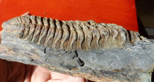 Grand trilobite ordovicien - grand, du