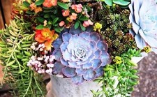 🌿 Mix XL Succulentes +
