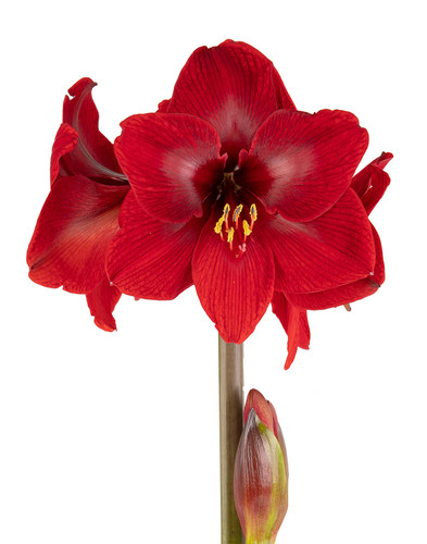 Karoo symphony amaryllis - karoo®,
