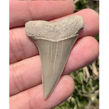 Carcharodon hastalis Extinct