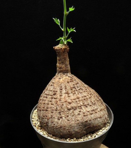 Cyphostemma elephantopus - , de