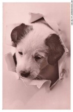 CAR-AELP17-0976-CHIEN - Un chiot jack russel terrier