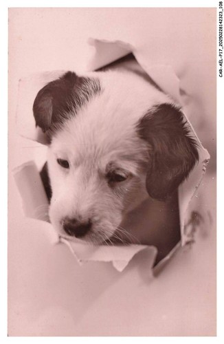 Car aelp17 0976 chien un - car-aelp17-0976-chien,