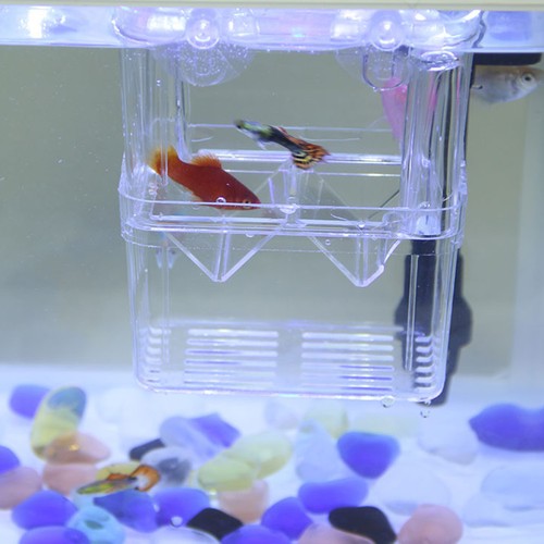 Couveuse pour poisson - poisson, boîte