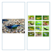 10 Crevette XL BLUE  RILI